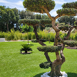 Jardin en gazon synthétique avec olivier taillé et galets blanc