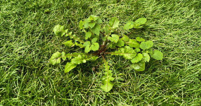 Illustration de l'article : Herbe dans le gazon synthétique : pourquoi et comment l&rsquo;éliminer ?